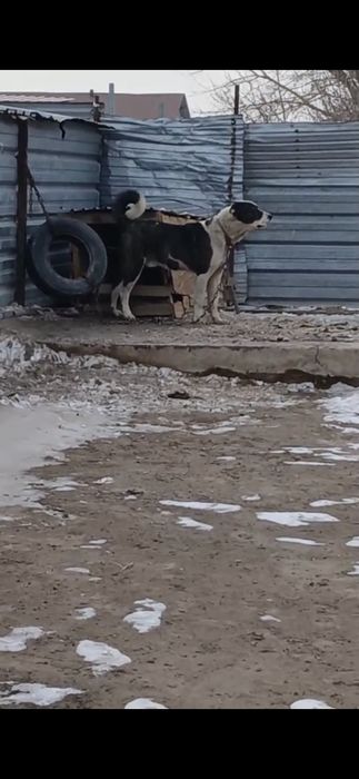 Продам молодого война