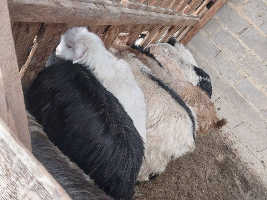 Бес ешкі ұрғашы лақтарымен