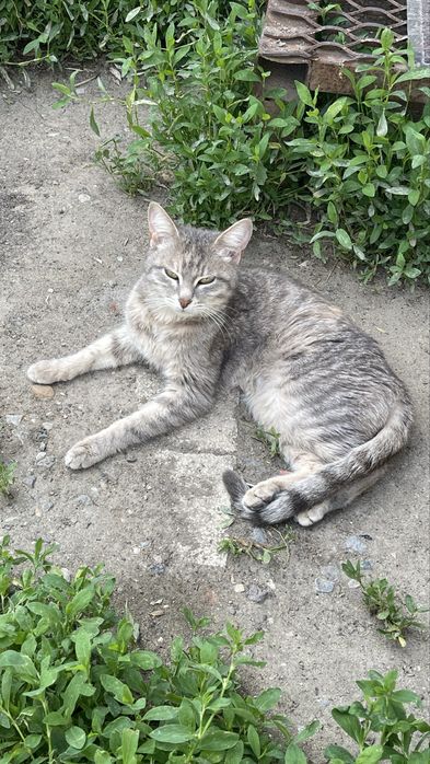 Взрослая кошка в добрые руки