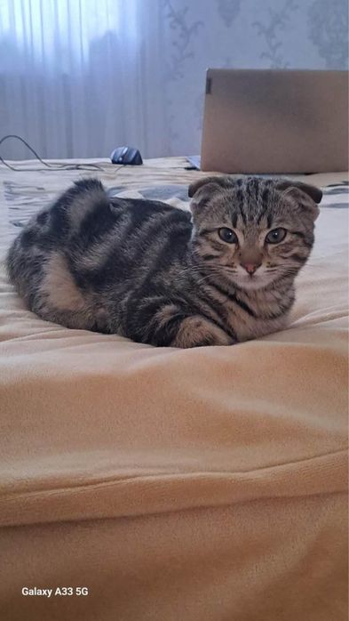 Srochna mushuk sotiladi 7oyli o’g’il bola FOLD