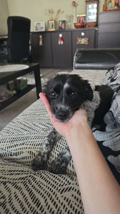 Adopție cățelușa 4 luni
