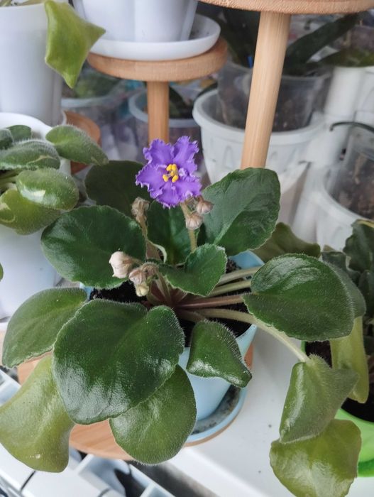 Фиалкочка махровая