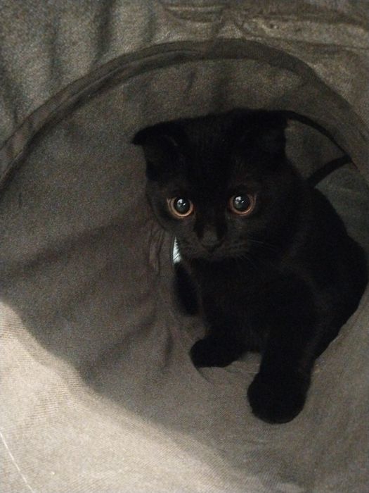 Кот ищет себе Кошку