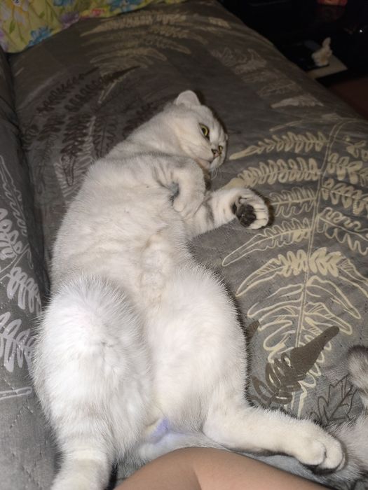 Продаю Кота в Добрые руки .