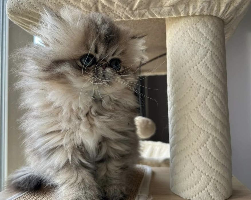 Persana chinchilla golden