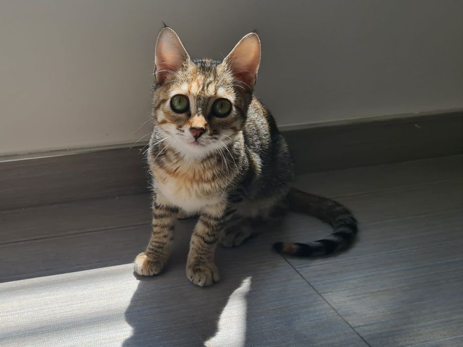 Шарено коте търси дом