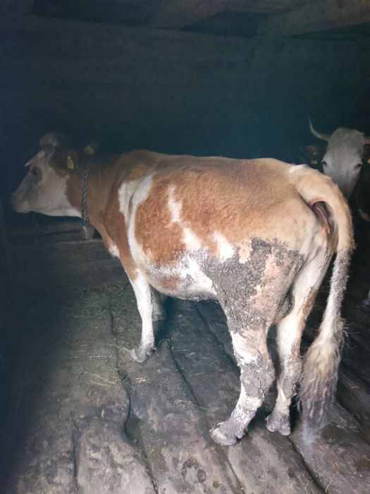 De vanzare 4 vaci si 2 vitei !!pretul se discuta la tel