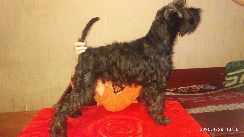 Продаются щенки цвергшнауцера