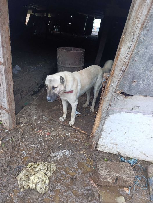 Турски кангал мъжки