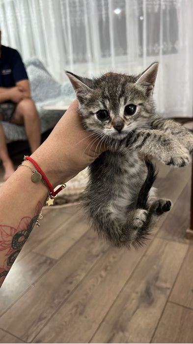 Pisici spre adoptie