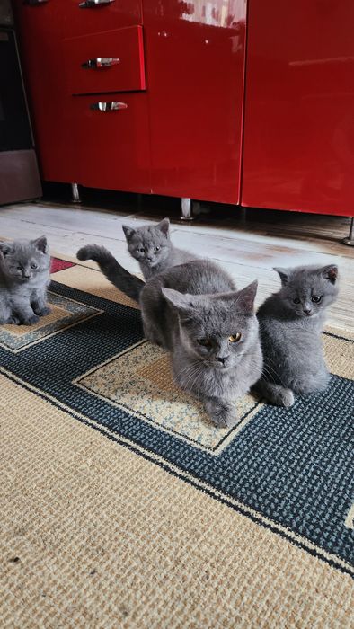 Продаётся котята скотеш