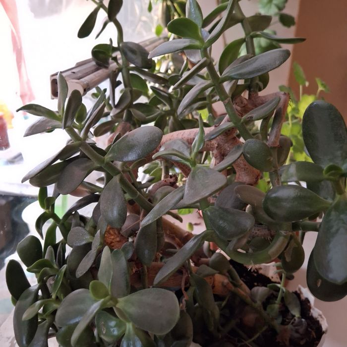 Продаю комнатные цветы