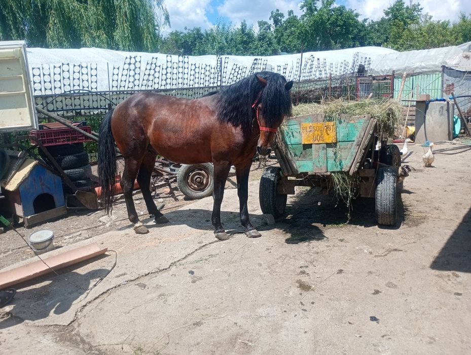 Armăsar vârsta 7 ani