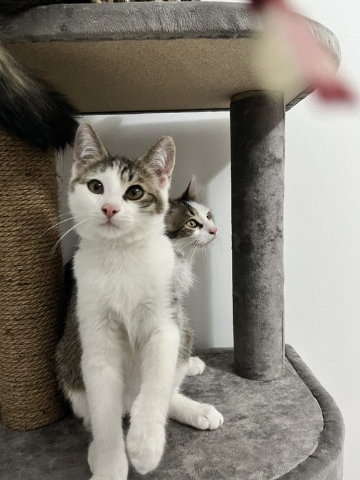 Отдам котят в хорошие руки