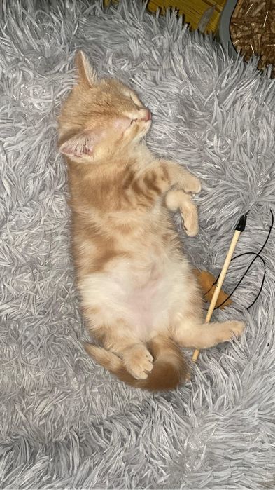 Котёнок метис девочка