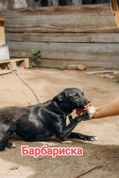 Дарю в добрые и ответственные руки