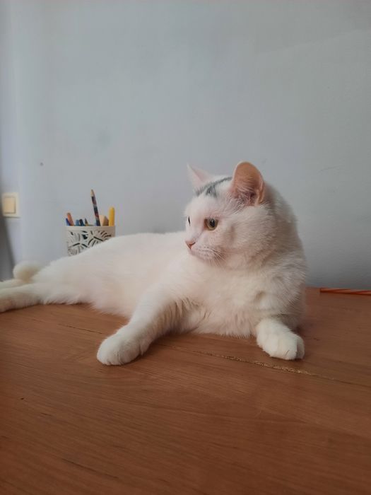 Отдам в хорошие руки