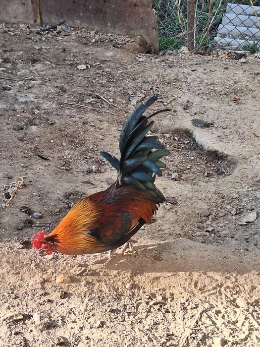 Былтырғы әтеш сатылады