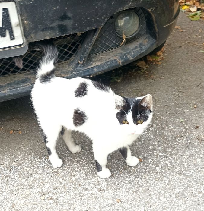 4-ри 5 месечни котенца търсят дом