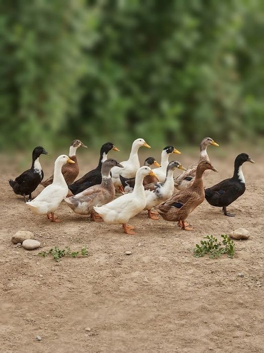 Uy o'rdaklari(Toza zotlar)