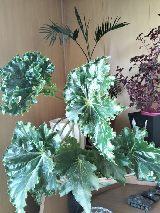 Цветы комнатные не дорого