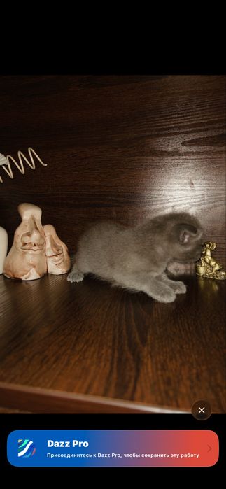 котята,веслоухие