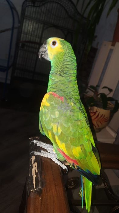 Папугай Амазонка