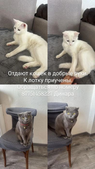 Отдам кошек в добрые руки