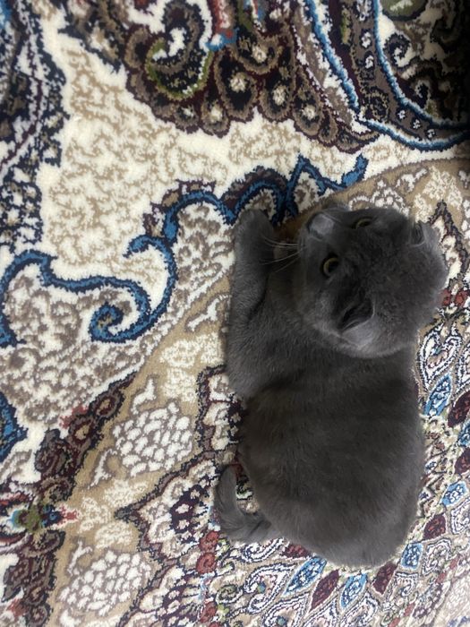 Короткошерсный Британец