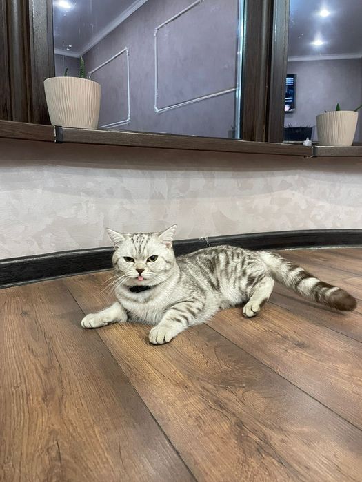 Шотландская прямоухая