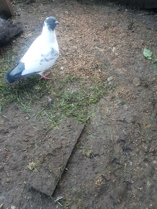 Porumbei straseri de vanzare