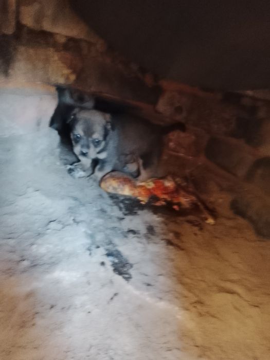 Кушик бар бесплатно