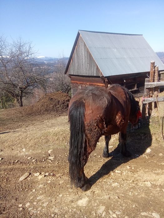 Vând mânz castrat de un an și șapte luni