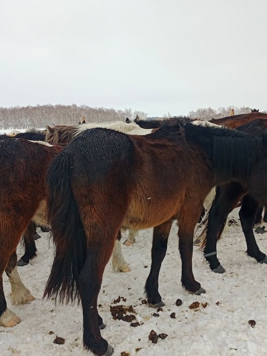 Дөнен сатылады!!!