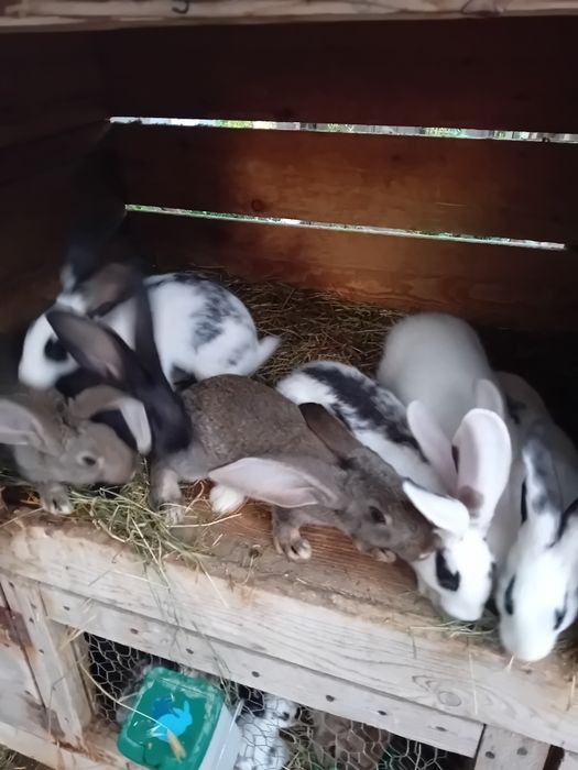 Iepurași disponibili