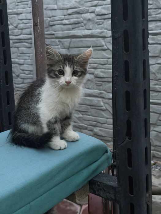Котята в хорошие руки