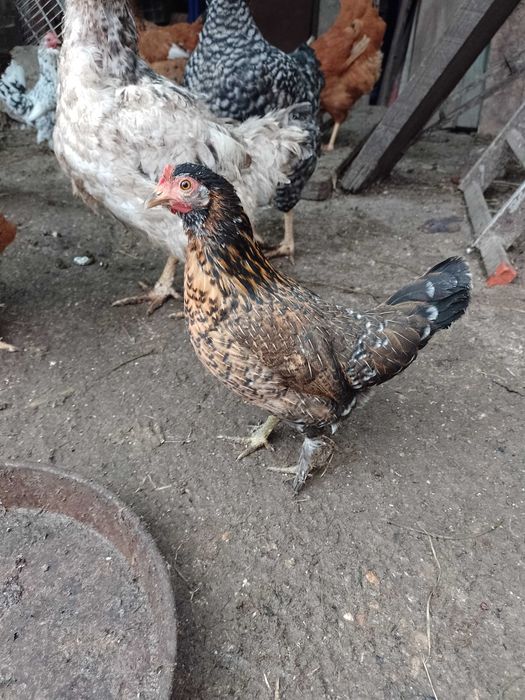 Vând cocoș american