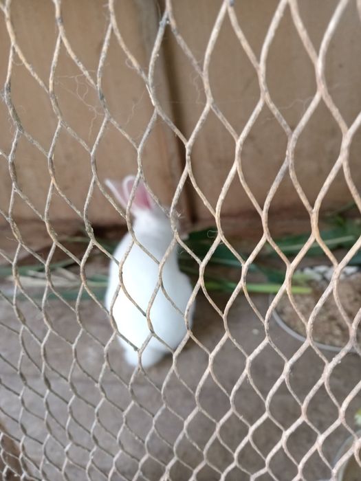 Quyonlar sotiladi 1 qiz 1 ogil