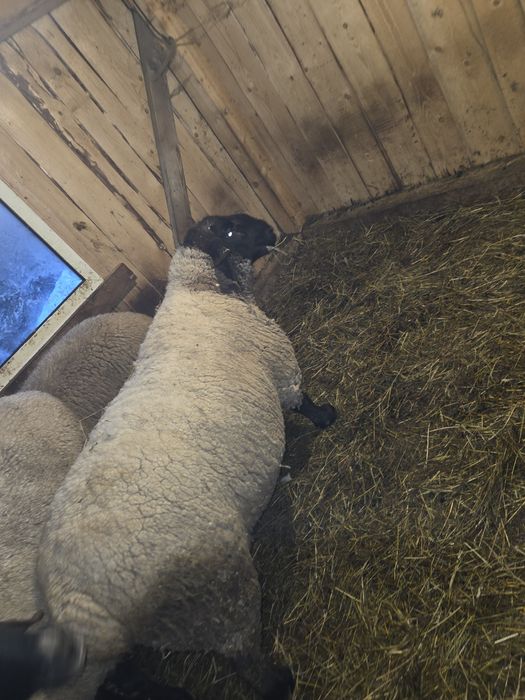 Vând berbec suffolk