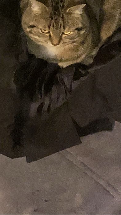 Отдам в добрые руки