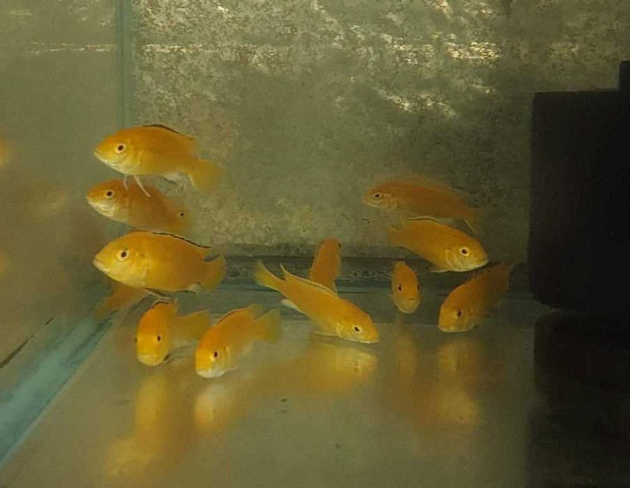 Африкански цихлиди