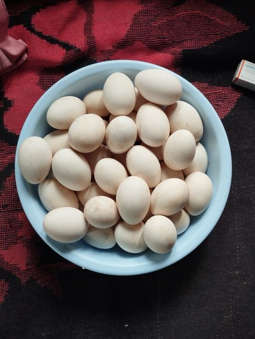 Vând ouă de gâscă