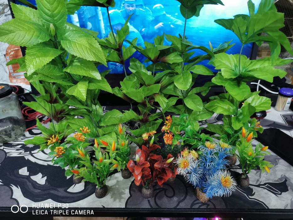 Продам декоративные растения