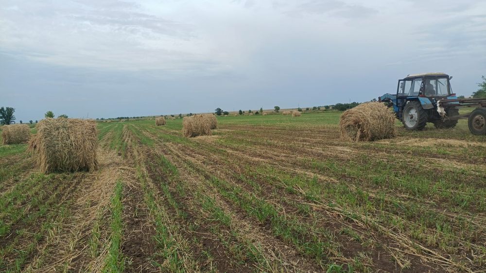 Луговое сено.   .