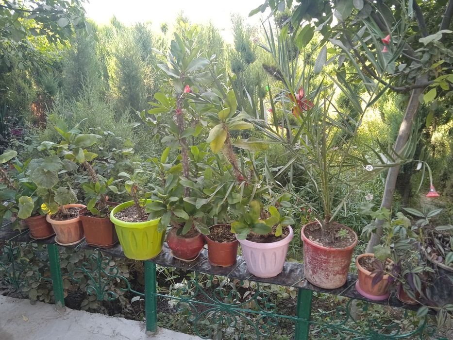 Tuvak gullar bor, turli xillaridan