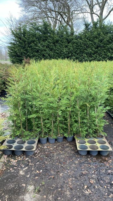 Tuia Leylandii !  145-160 cm