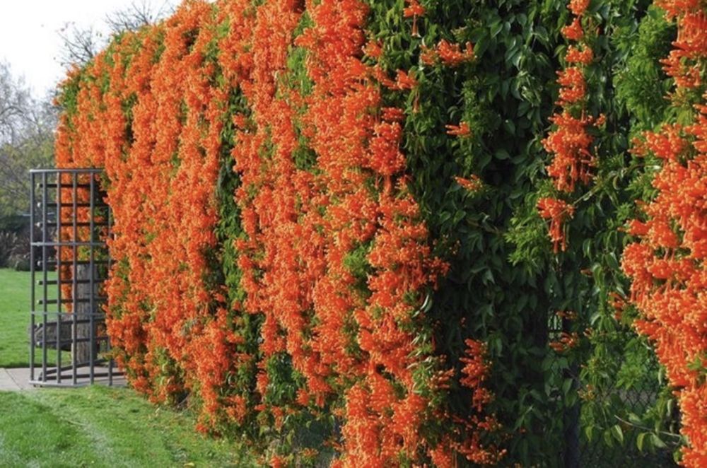 Саженцы лианы кампсис