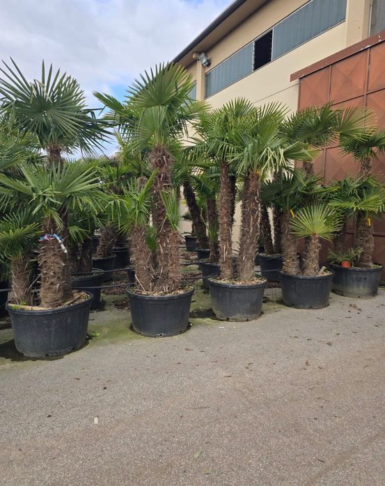 Palmieri Trachycarpus