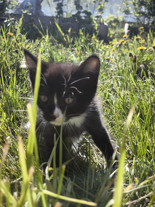 Отдам котят в добрые руки