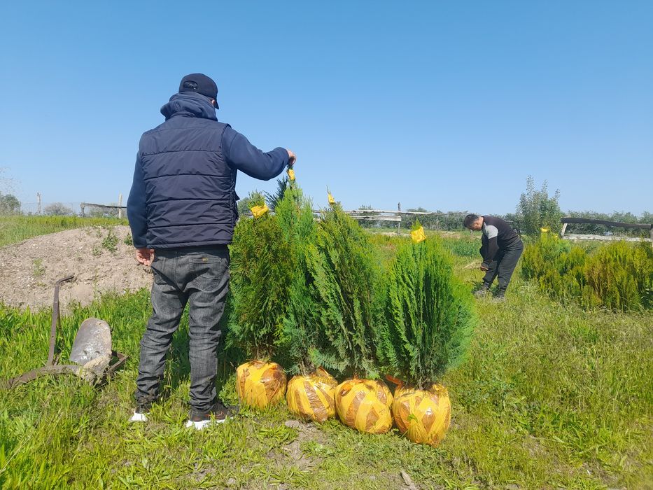 Вяз Карагаш Қарағаш